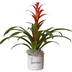 DESTINO BROMELIAD PLANT IN LARGE PARKER POT